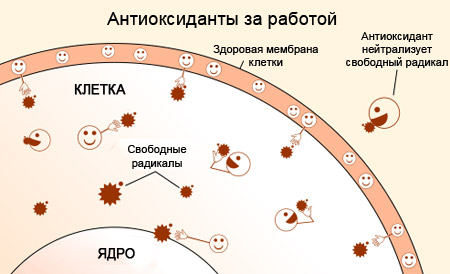 Полезные антидиоксиданты в кофе Полезные антидиоксиданты в кофе